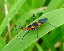 Read on for some great milkweed assassin bug facts