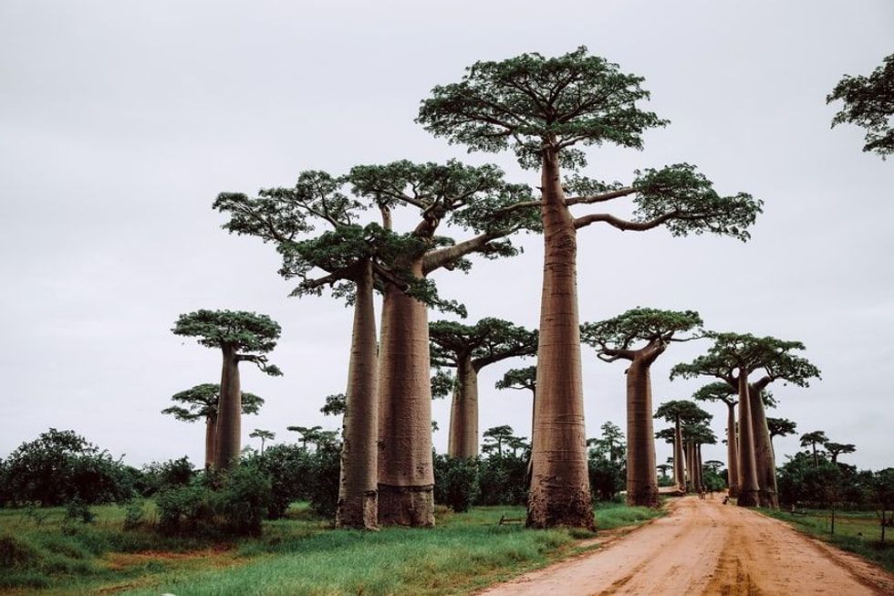 Read on for some interesting baobab tree facts.