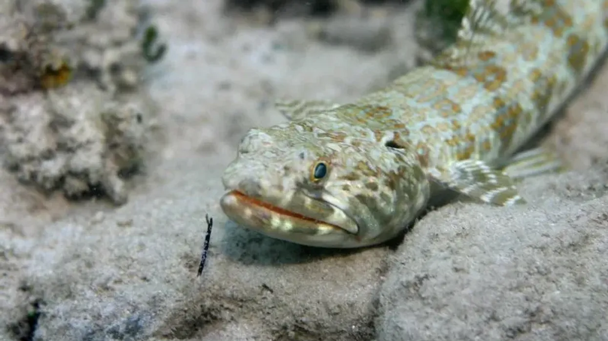 Read on for some interesting facts about a lizardfish