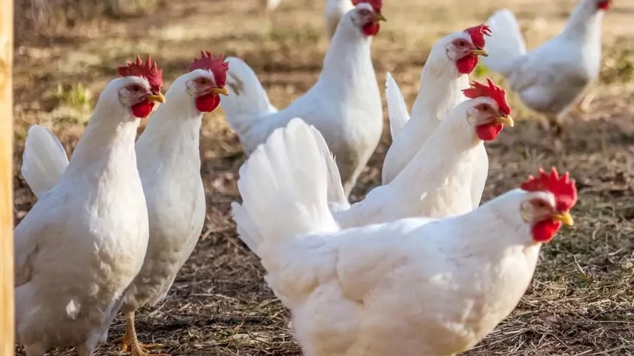 Read on for some of the most interesting Leghorn Chicken facts around. Do not forget to share it with your friends