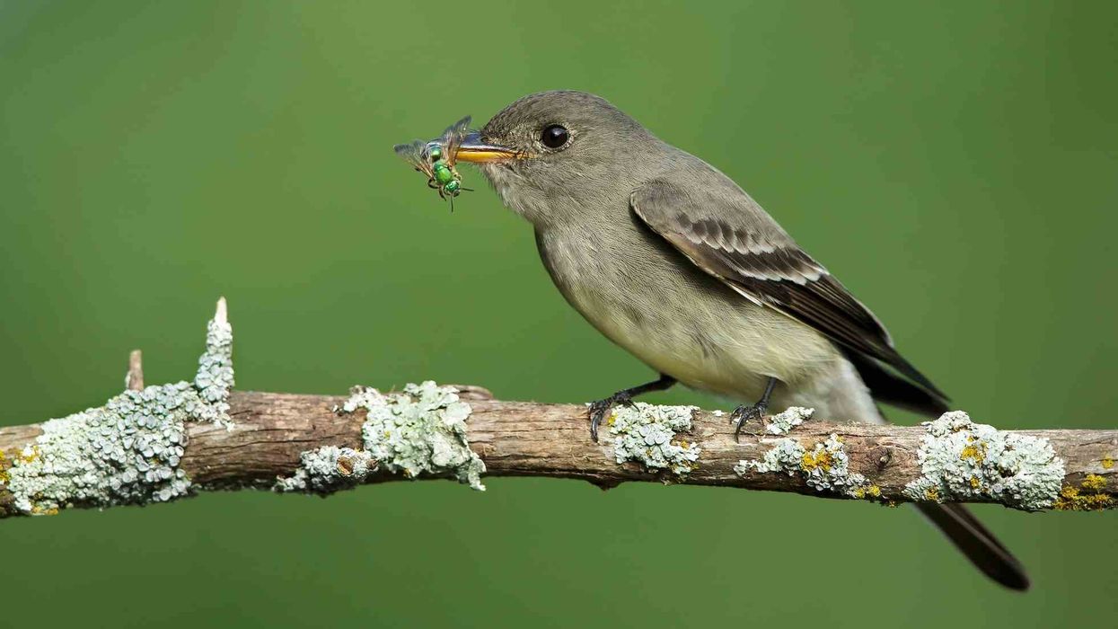 Read on for the most interesting, quick Eastern Wood Pewee facts and do not forget to share them with your friends