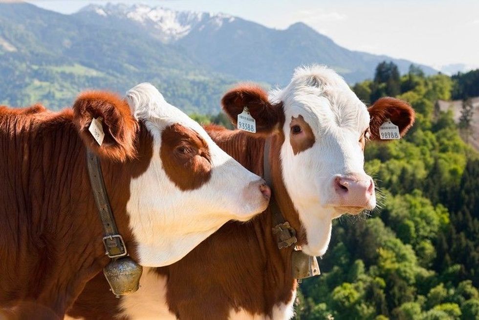 Read on to find some interesting and exciting facts regarding cows and stairs
