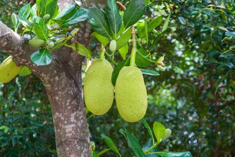 Read on to know about how nutritious is jackfruit.