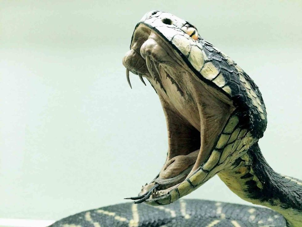 Read on to know if cobras lay eggs.