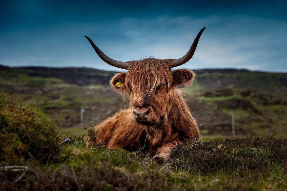 Read on to know if female cows have horns.