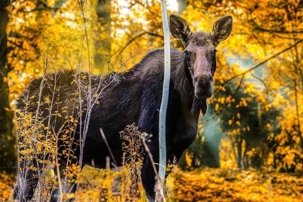 Read on to know if female moose have antlers.