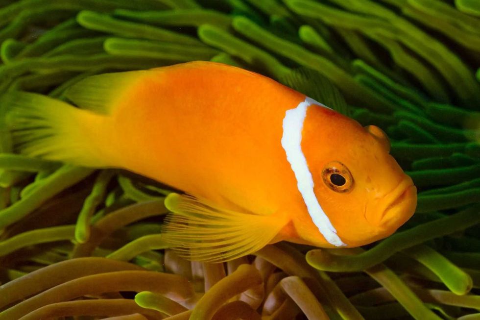 Read on to know if fish have livers.