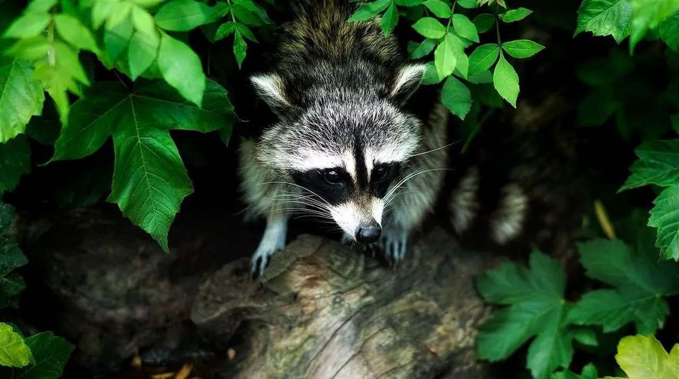 Read on to know if racoons come out during daytime.