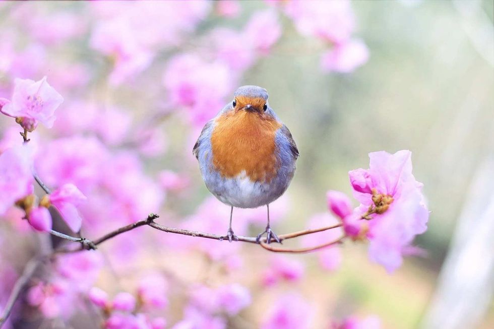 Read on to know when do robins lay eggs.