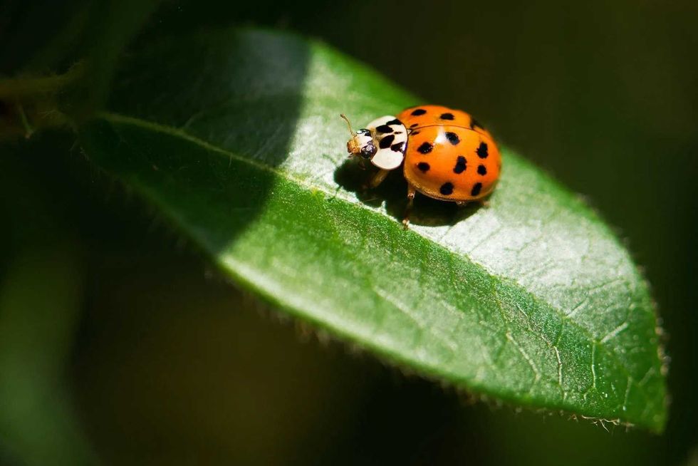 Read on to know where to spot a ladybug.