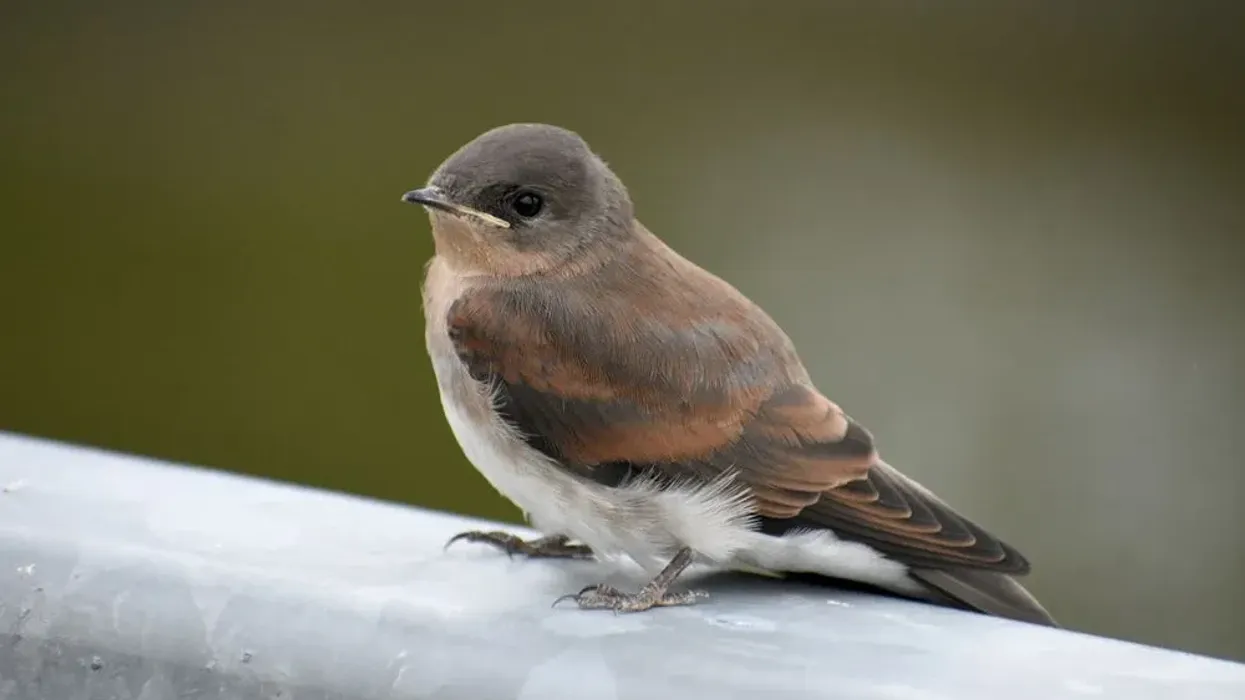 Read on to learn about rough-winged swallow facts.