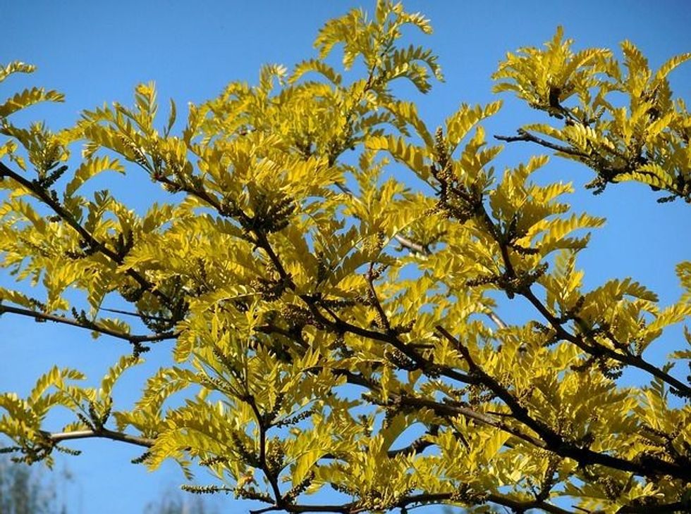 Read on to learn more thornless honey locust tree facts about this easy-to-identify plant, also known as Gleditsia triacanthos.