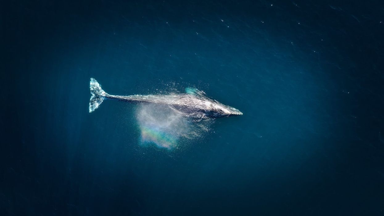 Read on to learn remarkable gray whale facts.