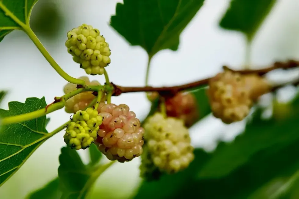 Read on to learn some fantastic white mulberry tree facts!