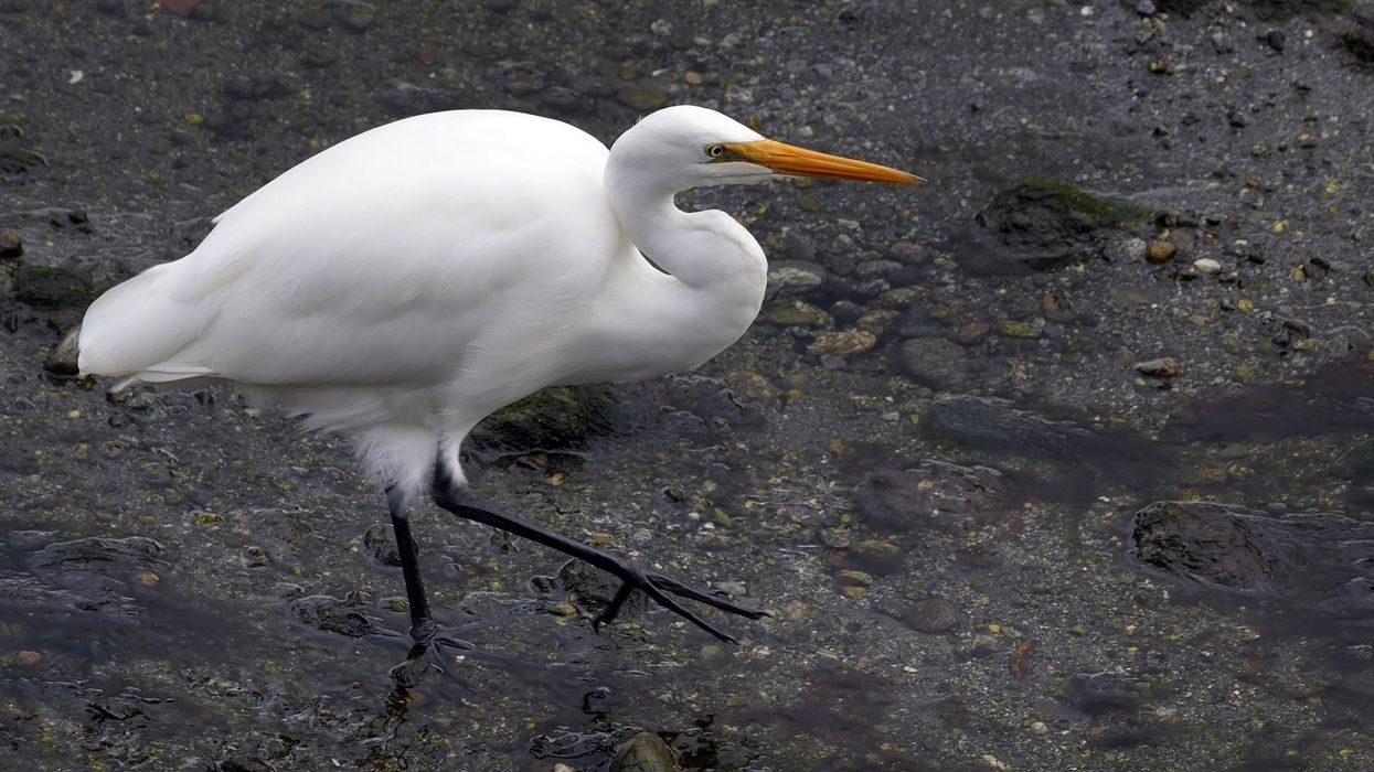 Read on to learn some fun, great egret facts about these North American birds that are also known as the great white heron.