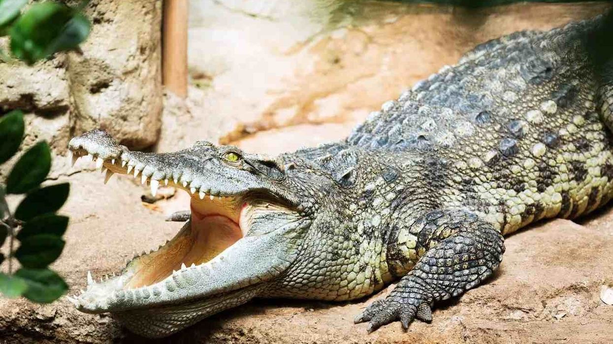 Read on to learn the most astonishing Siamese crocodile facts