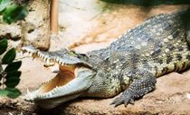 Read on to learn the most astonishing Siamese crocodile facts