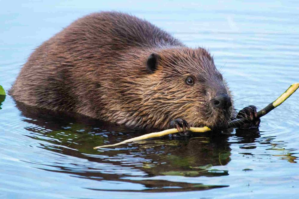 Read on to understand why beavers build dams.