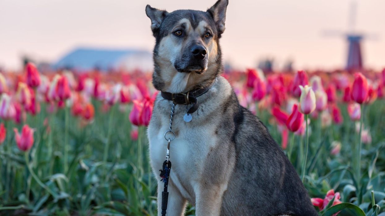 Read our Kunming wolfdog facts to learn about the popular Chinese wolfdog