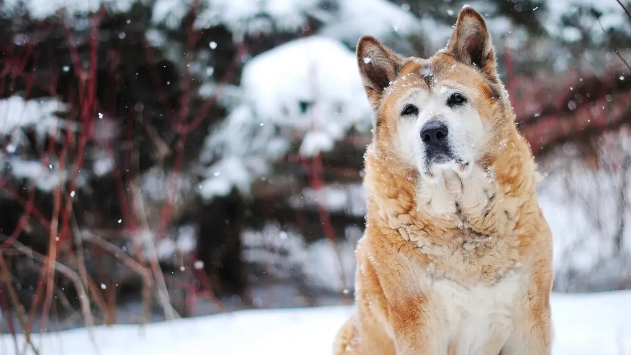 Read our list of must-know Akita Chow mix facts.