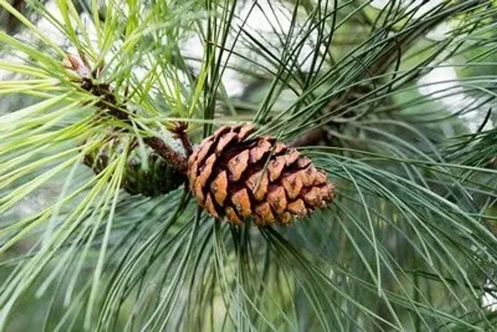 Read our ponderosa pine facts and learn more about this evergreen tree.