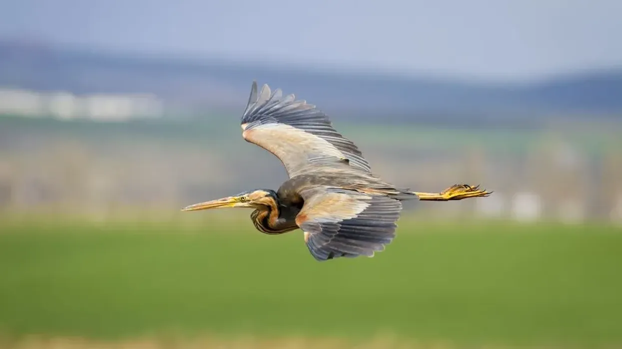 Read purple heron facts about the birds of North America of the darker and smaller Old World form.