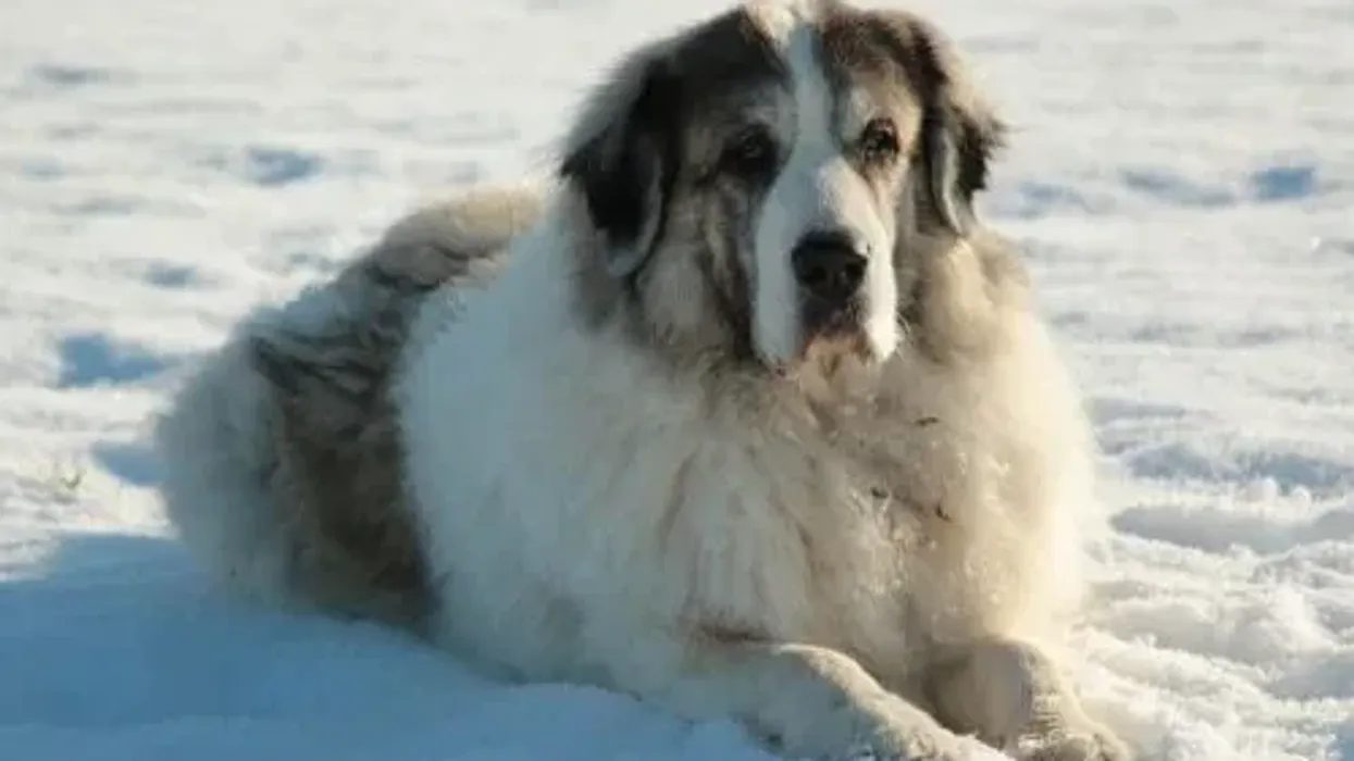 Read Pyrenean Mastiff facts to gather information on this large breed of guardian dogs.