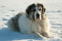 Read Pyrenean Mastiff facts to gather information on this large breed of guardian dogs.
