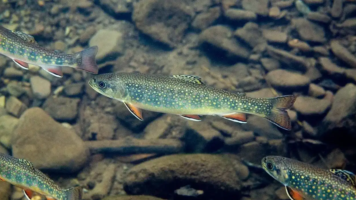 Read shortjaw cisco facts to learn more about these species at risk from the large lakes of Canada.