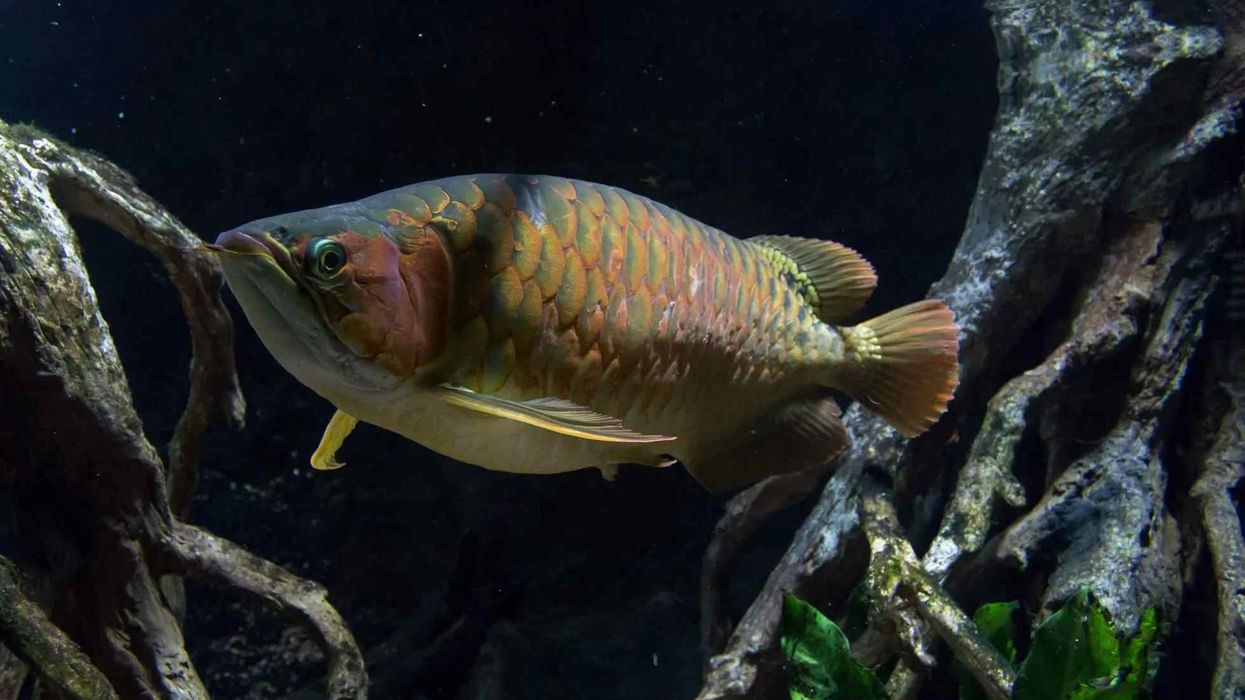 Read some African arowana facts including size, tank requirements, and food preferences like live worms.