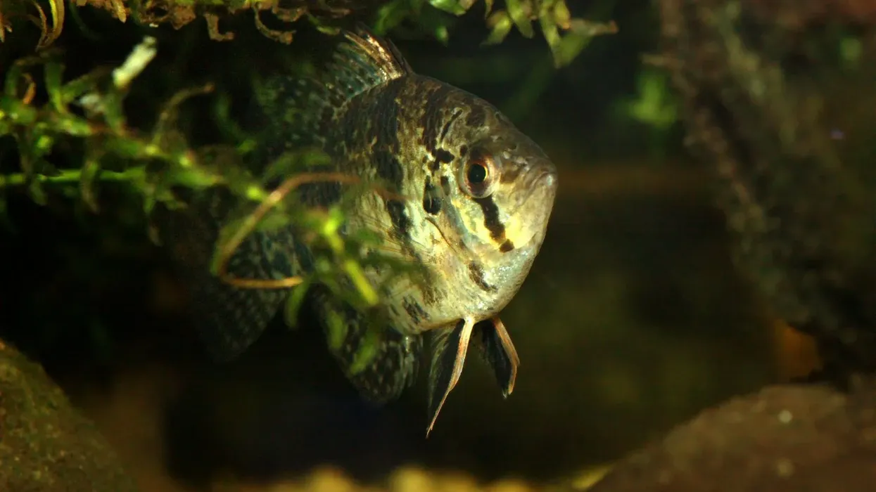 Read some amazing blackbanded sunfish facts in this article