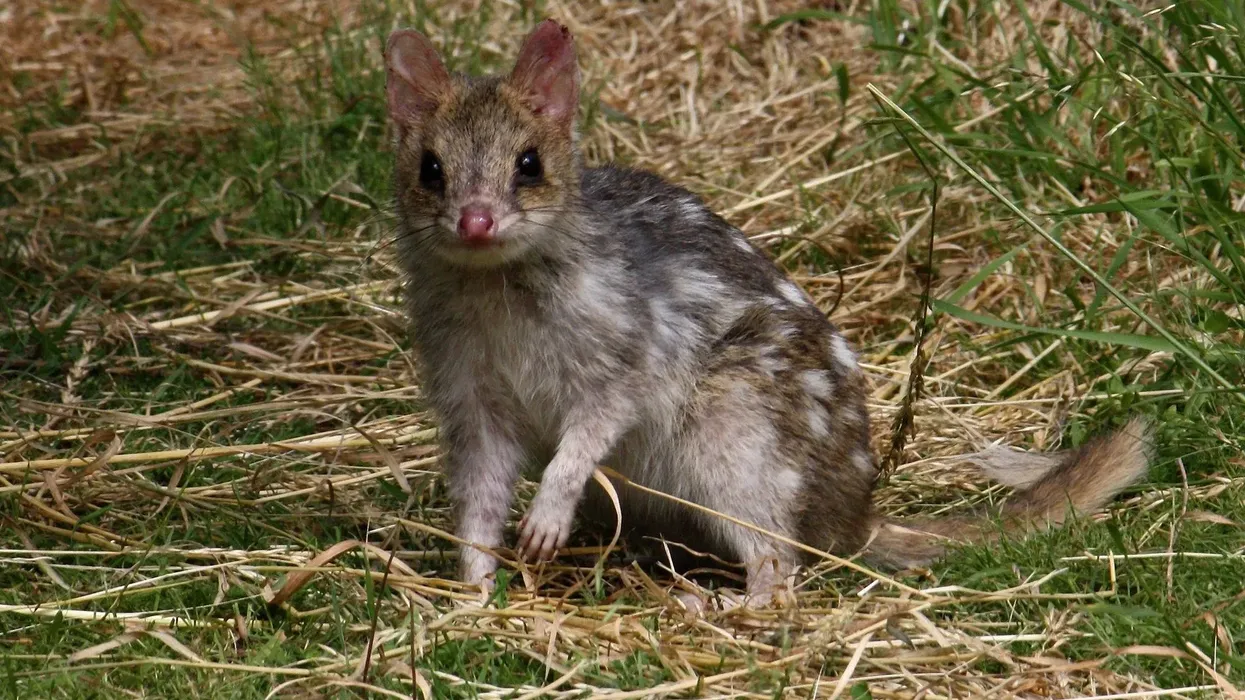 Read some amazing eastern quoll facts in this article
