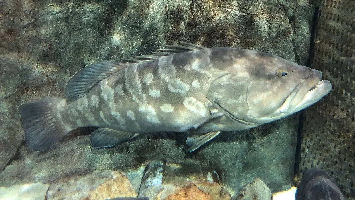 Read some amazing longtooth grouper facts in this article.