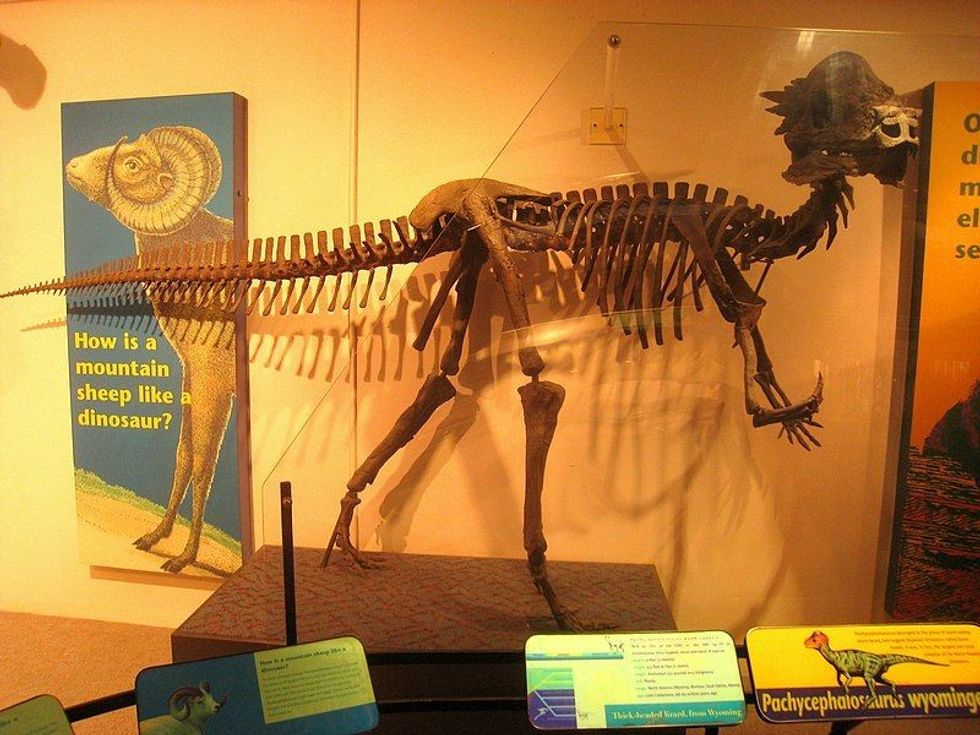 Read some amazing Pachycephalosaurus facts in this article.
