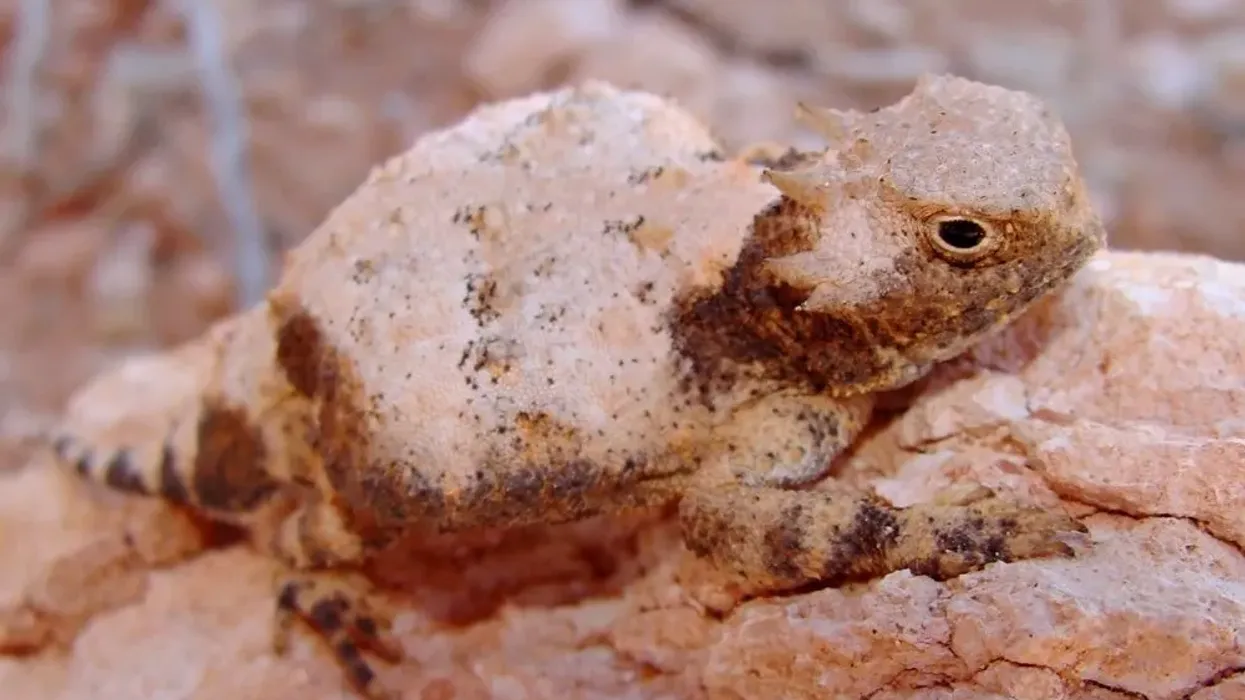 Read some amazing roundtail horned lizard facts.