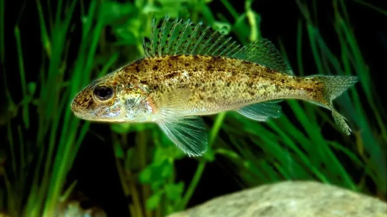 Read some amazing ruffe facts here on Kidadl