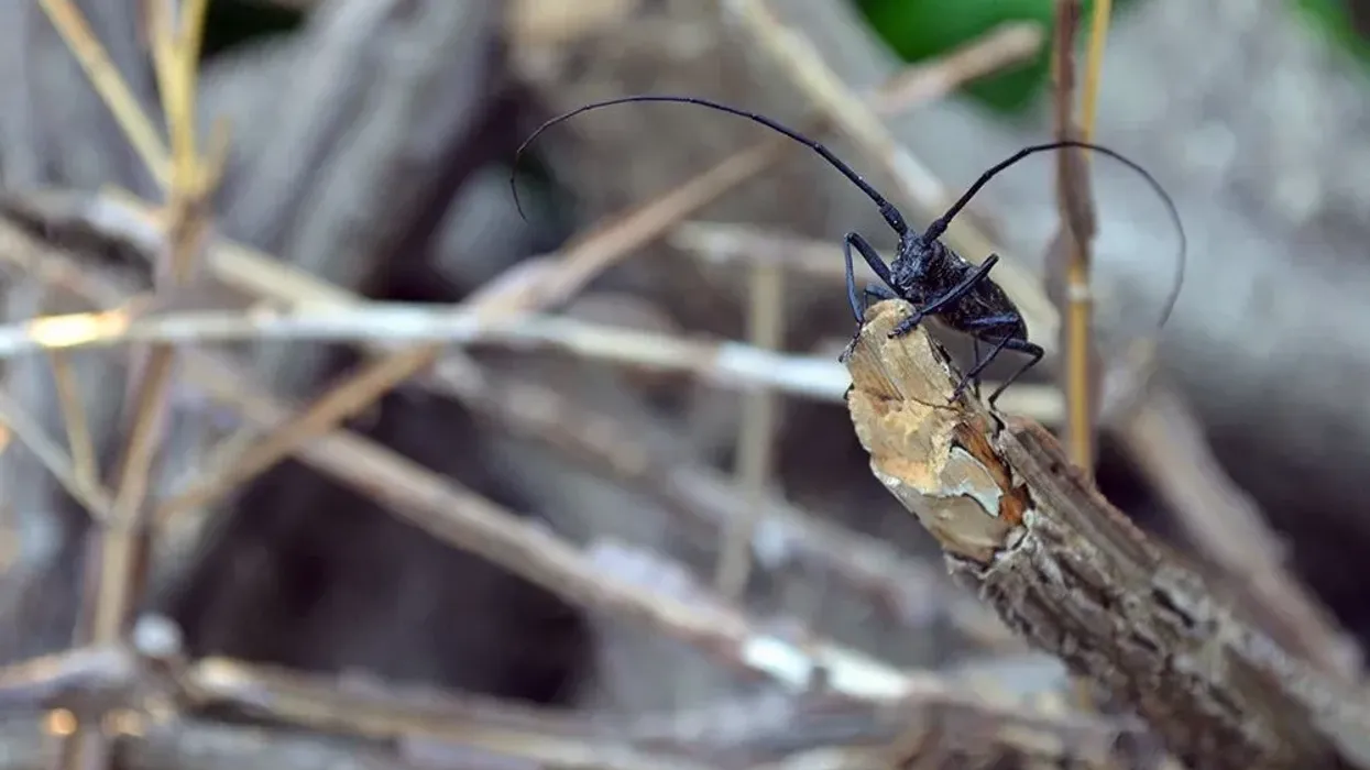 Read some amazing white-spotted sawyer beetle facts here.