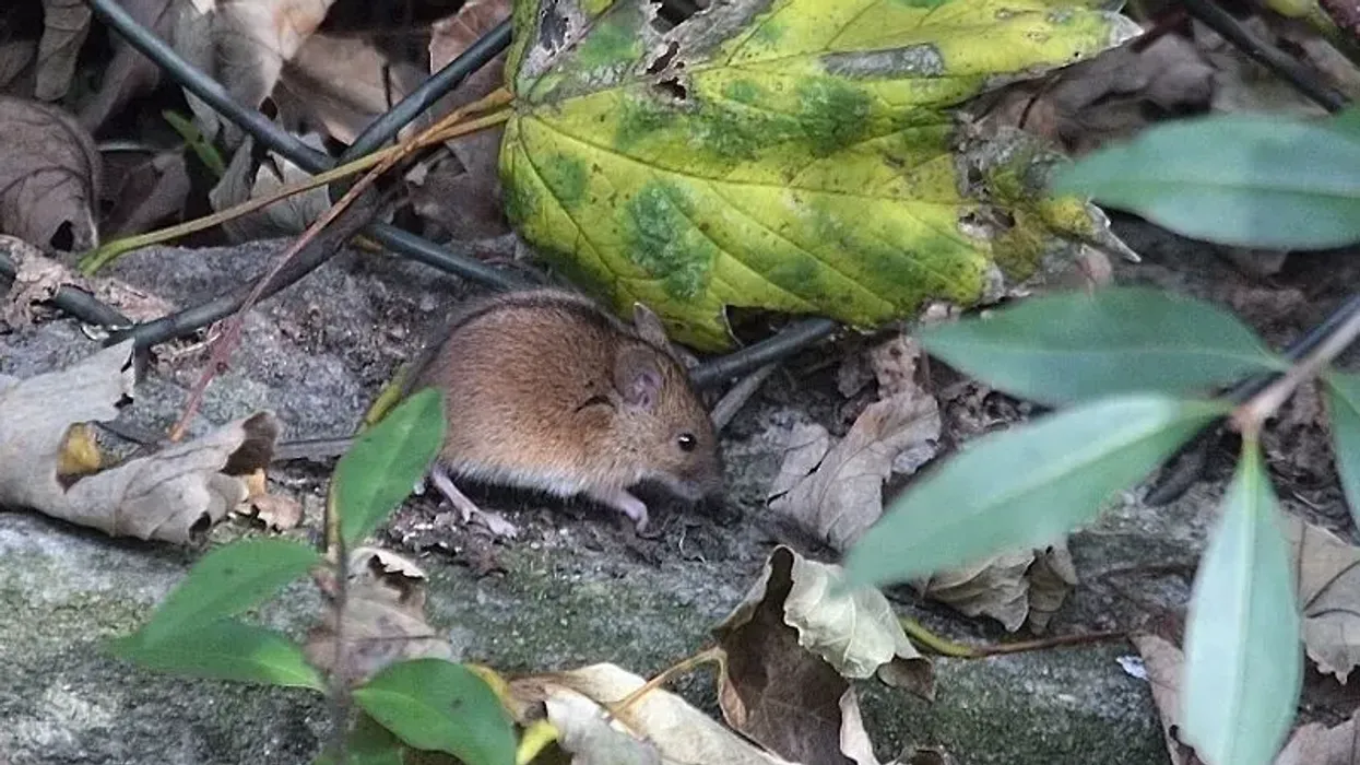 Read some awesome striped field mouse facts