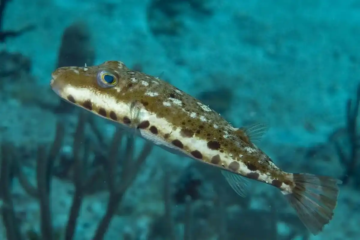 Read some bandtail puffer facts here