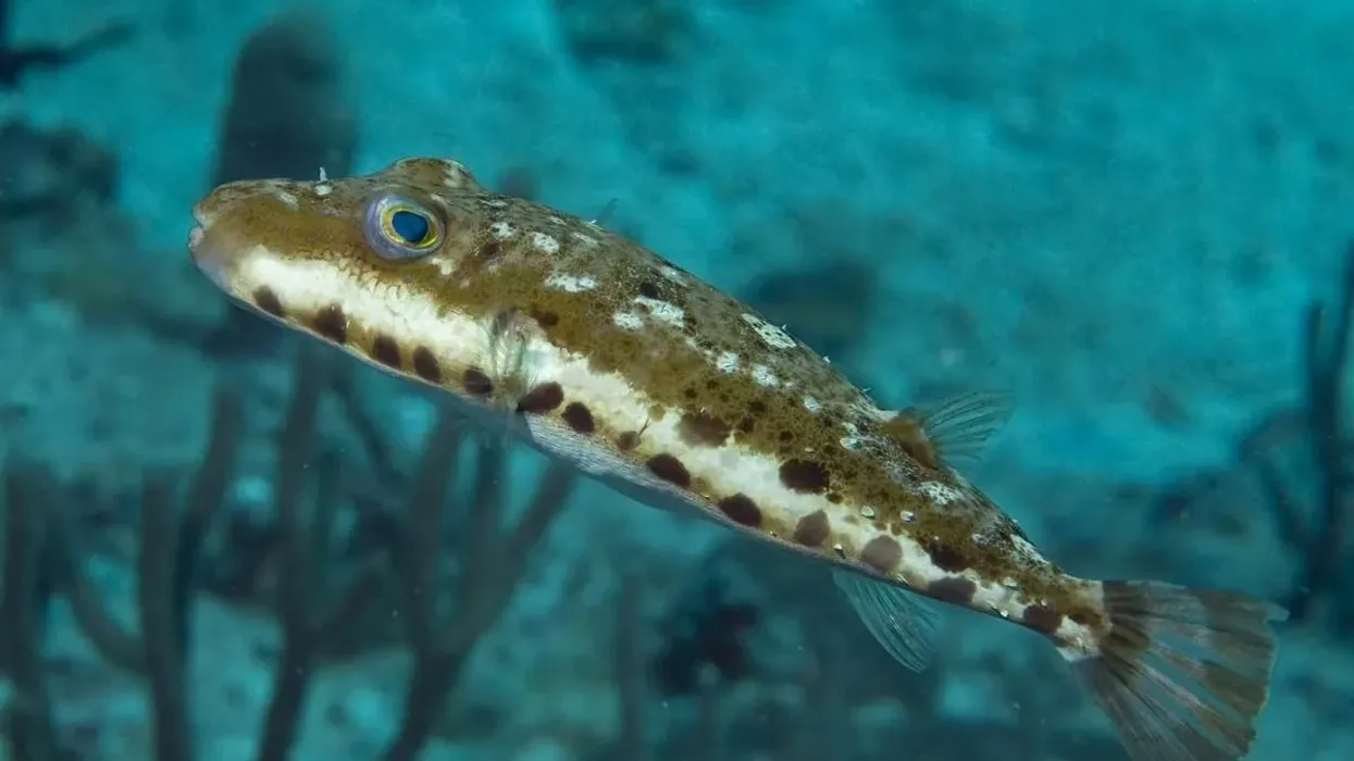 Read some bandtail puffer facts here