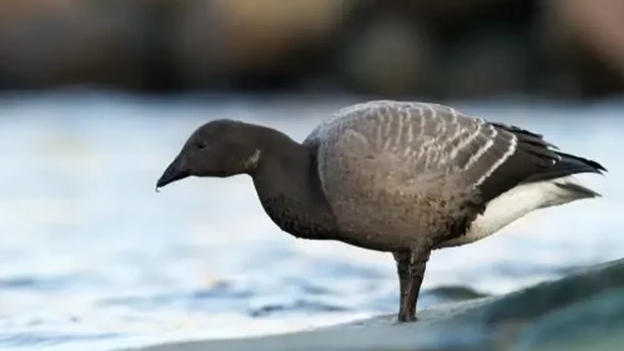 Read some brant facts about this small bird with a short neck and a small chubby bill.