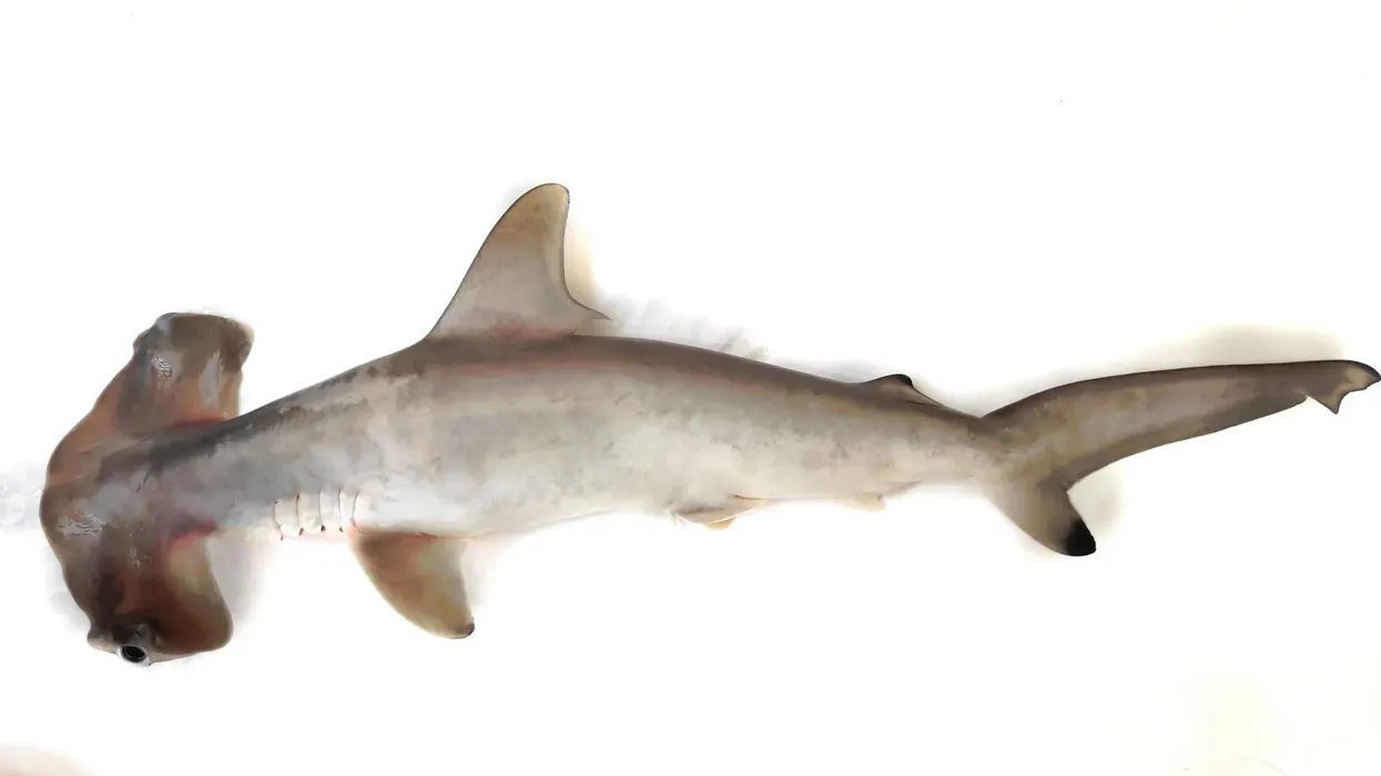 Read some cool winghead shark facts here
