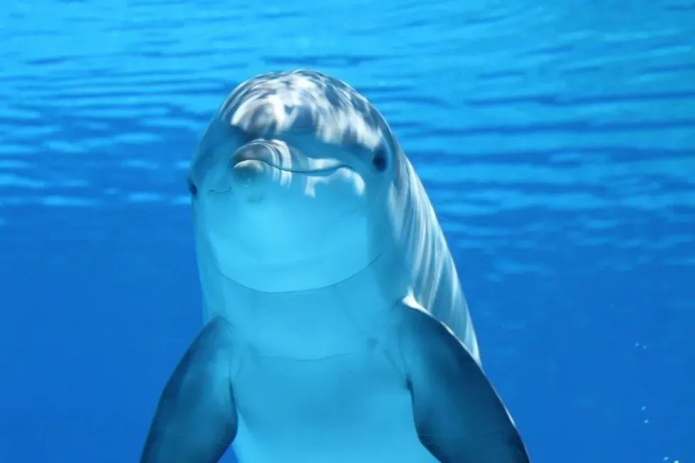 Read some difference between dolphin and porpoise in this article