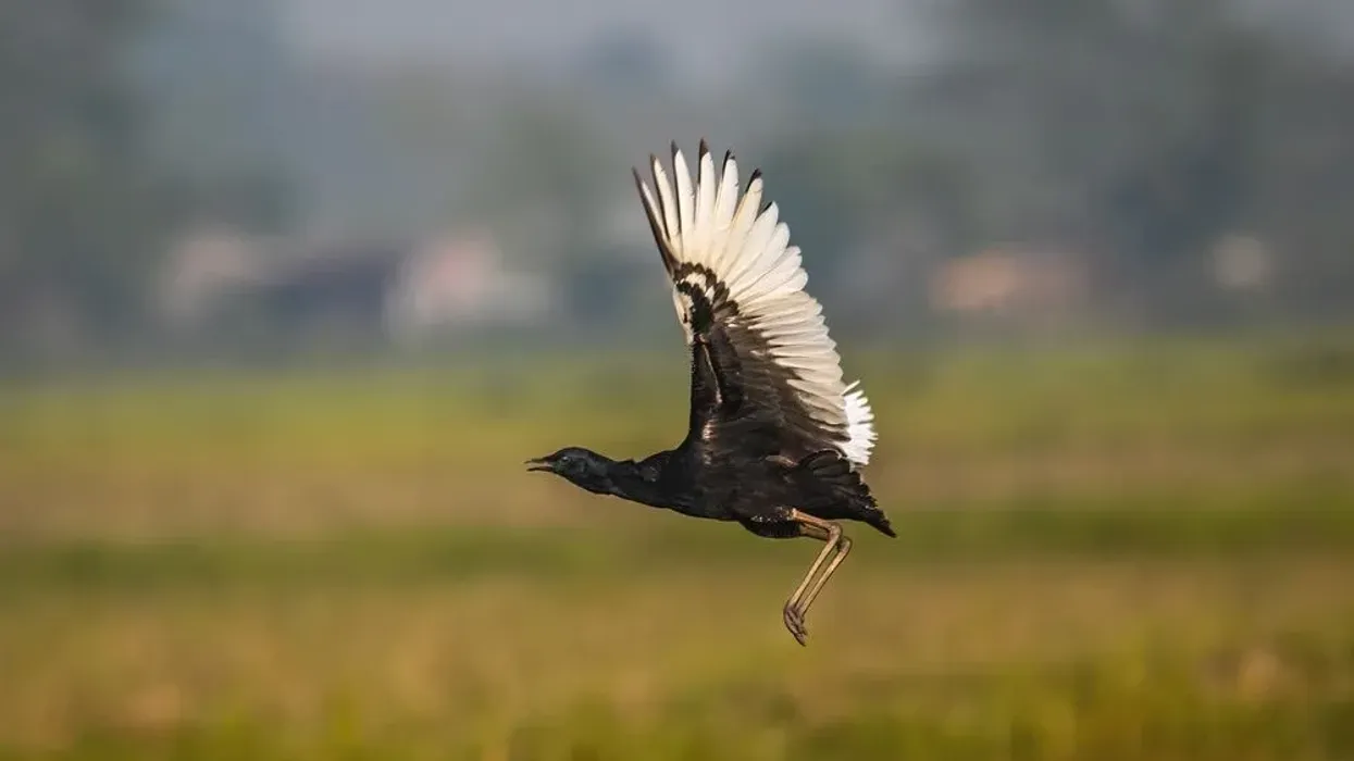 Read some engaging Bengal florican facts.