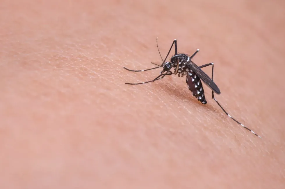 Read some facts about World Mosquito Day!