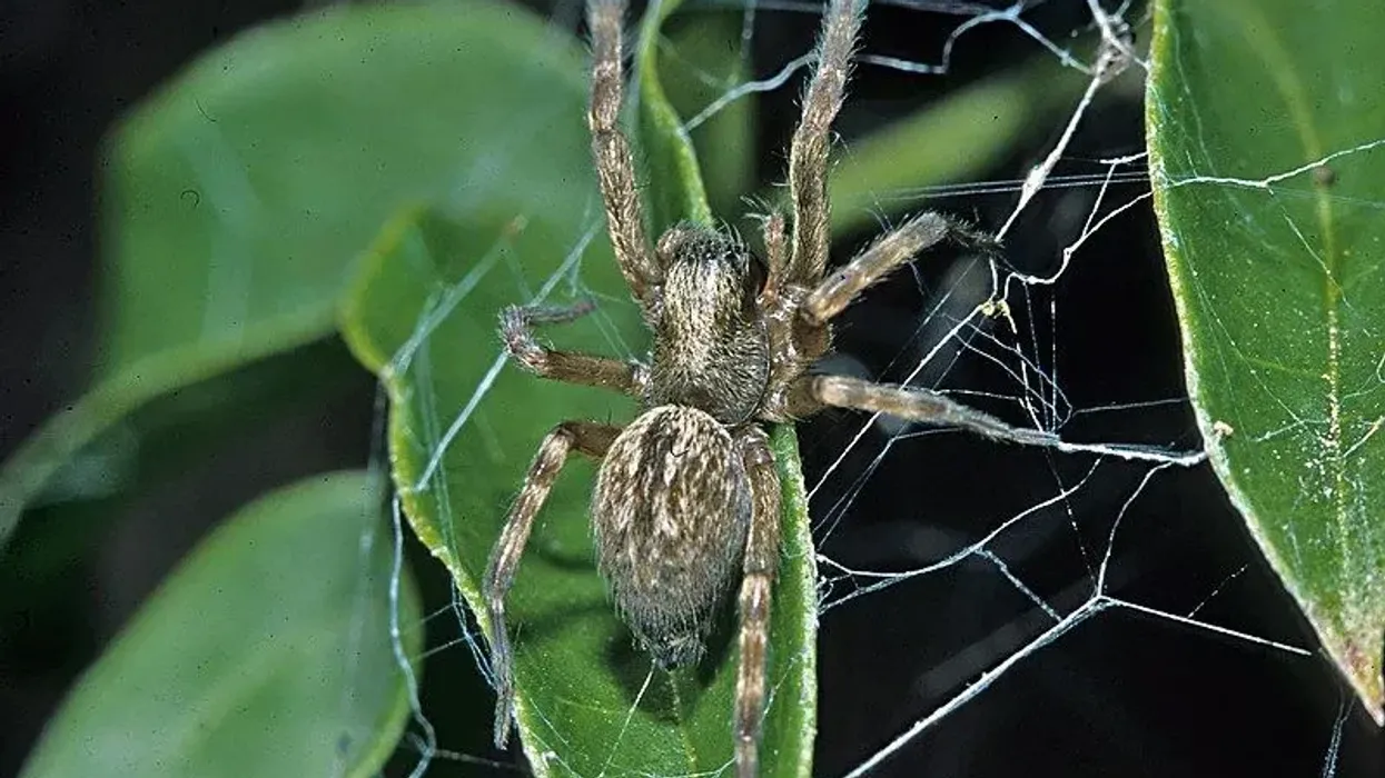 Read some fascinating grey house spider facts that will surprise you.