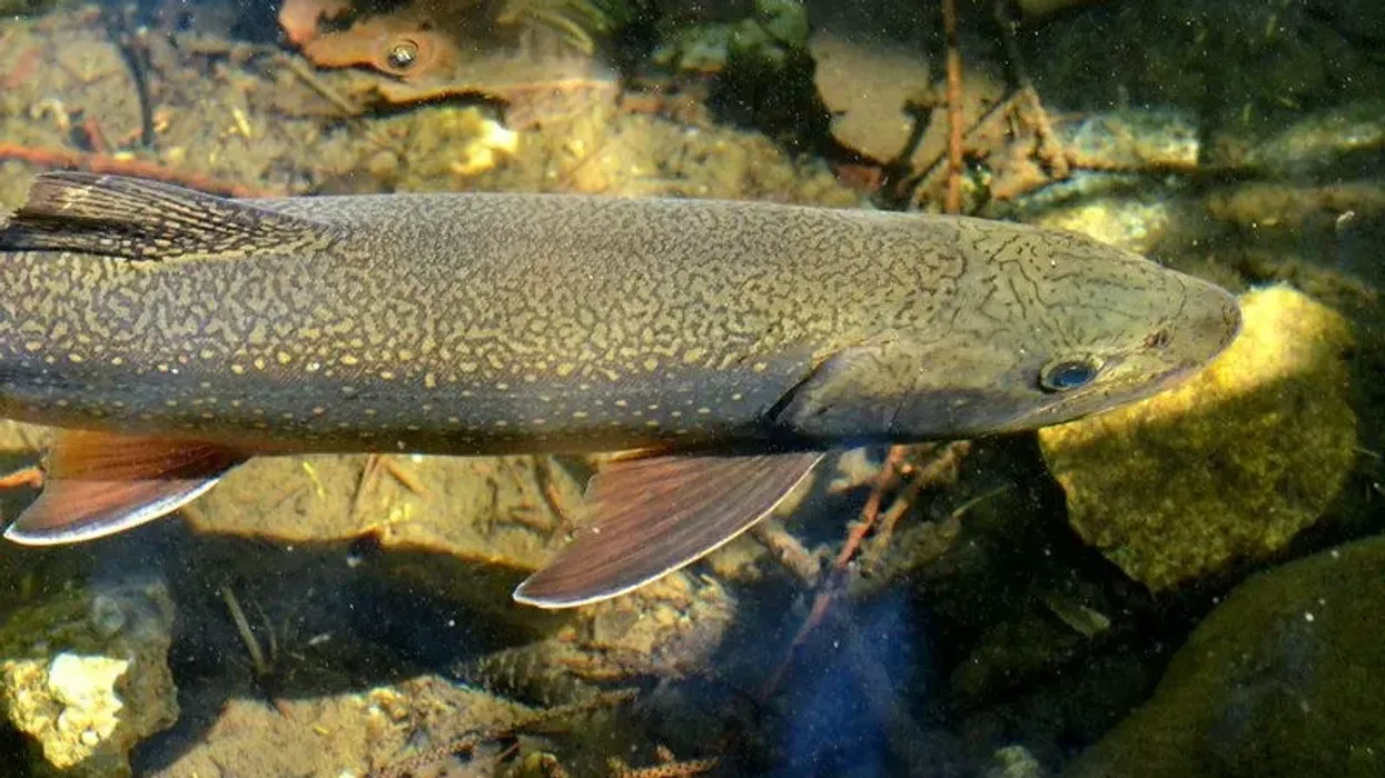 Read some fun and interesting lake trout facts.