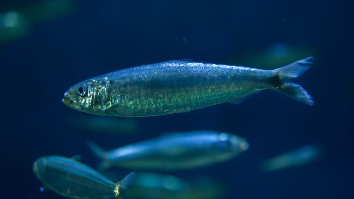 Read some great pilchard facts about these fish found in the Atlantic Ocean, the Mediterranean Sea, and the Black Sea.