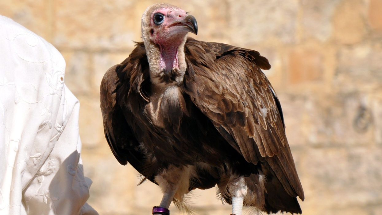 Read some hooded vulture facts which are interesting