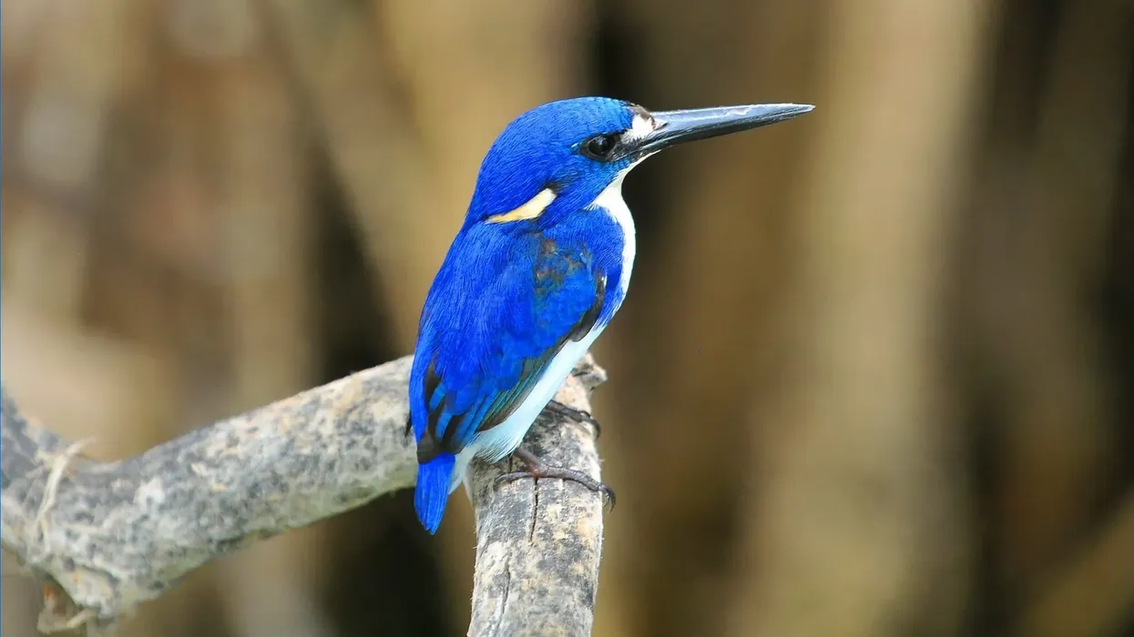 Read some interesting and fun little kingfisher facts.